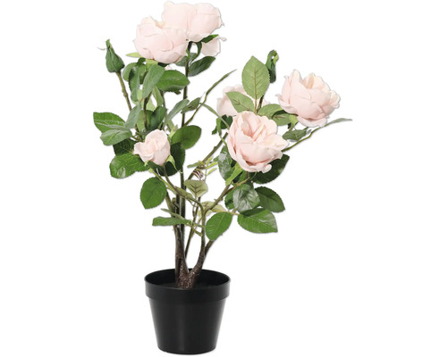 Rozenstruik in pot voor binnenshuis