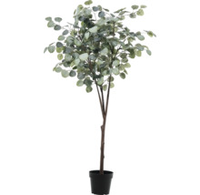Eucalyptusboom in pot als decoratie