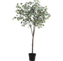 Eucalyptusboom in pot