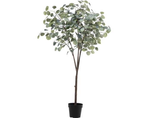 Eucalyptusboom in pot