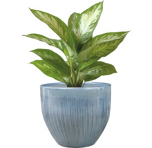 Dieffenbachia in een pot