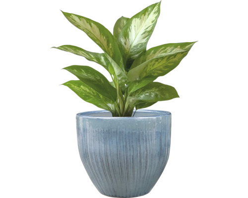 Dieffenbachia in een pot