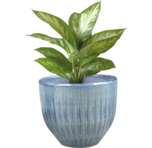Dieffenbachia plant in pot