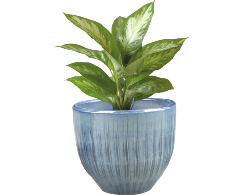 Dieffenbachia plant in pot