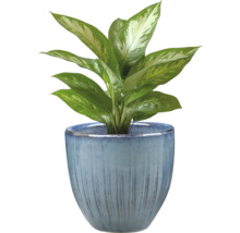 Dieffenbachia in een bloempot