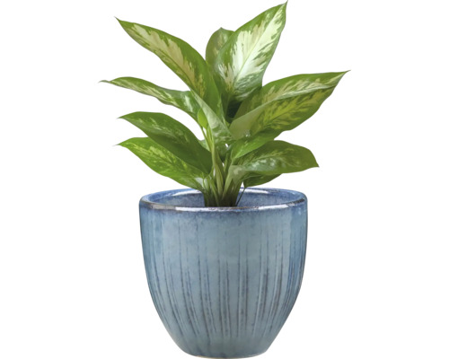 Dieffenbachia in een bloempot