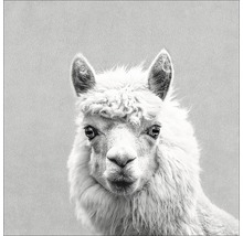 Portret van een alpaca