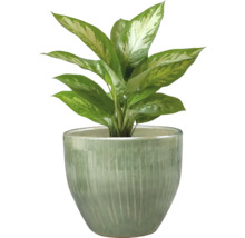 Dieffenbachia plant in pot