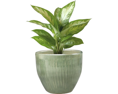 Dieffenbachia plant in pot