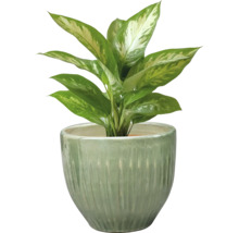 Dieffenbachia plant in pot