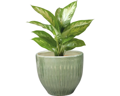Dieffenbachia plant in pot