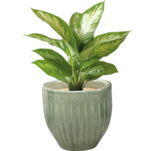 Dieffenbachia in pot