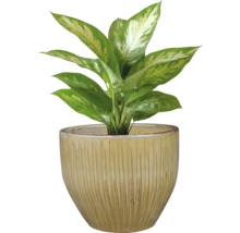 Dieffenbachia plant in een pot