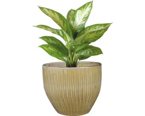 Dieffenbachia plant in een pot