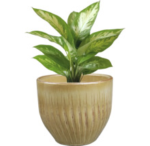 Dieffenbachia in pot