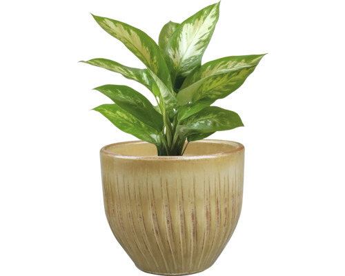Dieffenbachia in pot