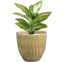 Dieffenbachia plant in pot