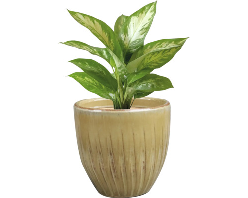 Dieffenbachia plant in pot