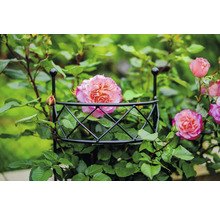 Roos die op een klimhulp groeit.