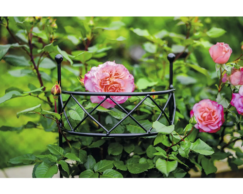 Roos die op een klimhulp groeit.