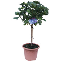 Hydrangea als hoogstam in pot