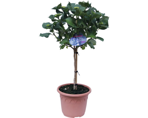 Hydrangea als hoogstam in pot