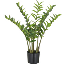 Zamioculcas kamerplant in pot