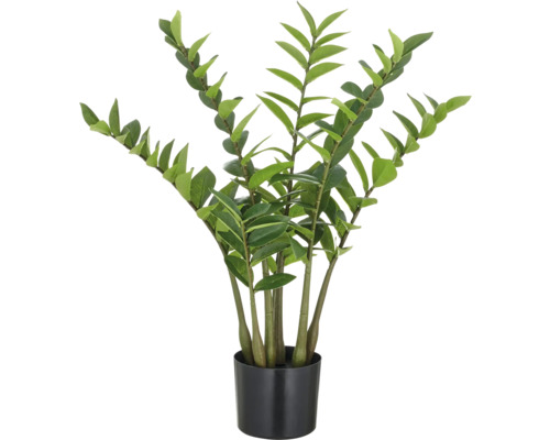 Zamioculcas kamerplant in pot