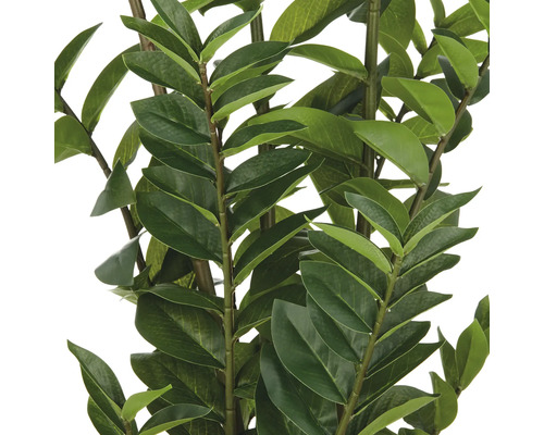 Zamioculcas kamerplant met groene bladeren.