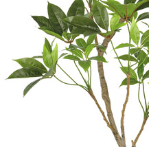 Decoratieve kamerplant met groene bladeren aan een stam