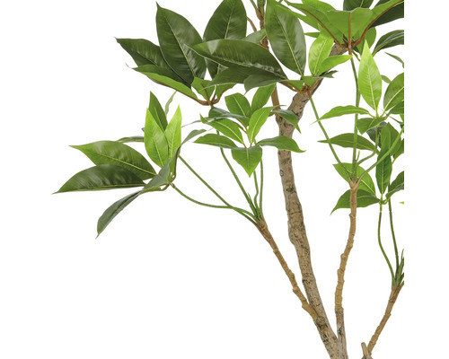 Decoratieve kamerplant met groene bladeren aan een stam