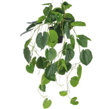Hangplant met groene bladeren in pot