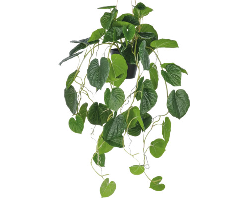 Hangplant met groene bladeren in pot