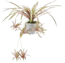 Kamerplant in pot met gestreepte bladeren