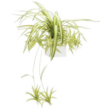 Graslelie in een pot