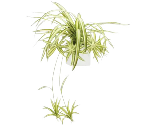 Kunstplant Chlorophytum in pot H 90 cm Graslelie in een pot