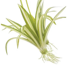 Graslelie met bladeren en wortels