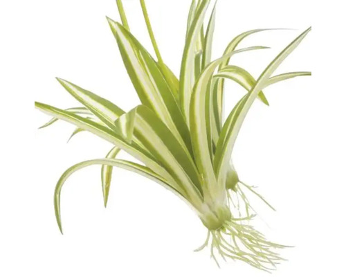 Graslelie met bladeren en wortels