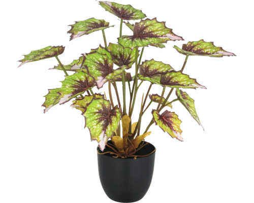 Begonia in pot als kamerplant