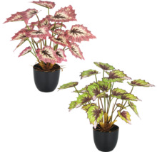 Twee potplanten begonia's met bladeren met motief.