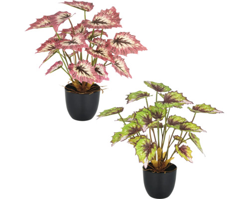 Kunstplant Begonia Rex Silver Queen H 30 cm Twee potplanten begonia's met bladeren met motief.