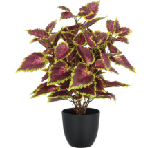 Coleus plant in zwarte pot