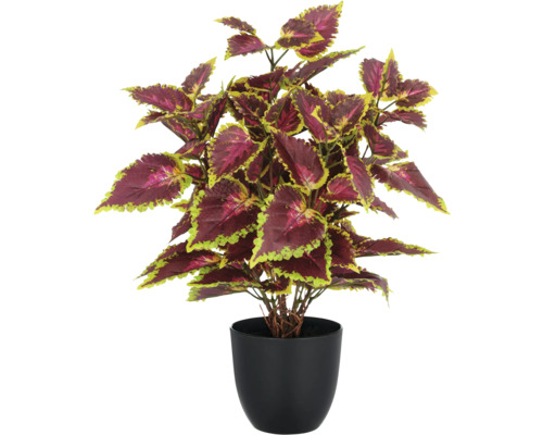 Coleus plant in zwarte pot