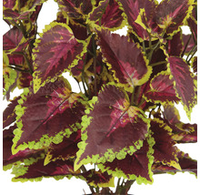 Kunst siernetel met decoratieve bladeren