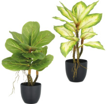 Twee kamerplanten in zwarte potten.