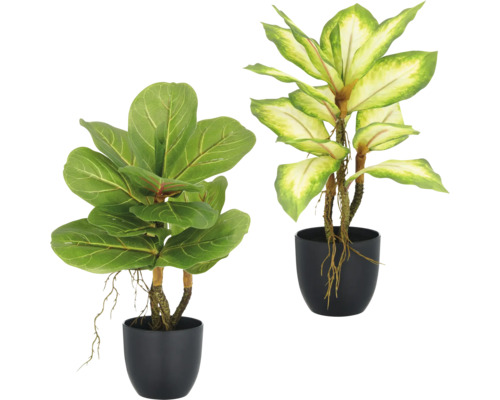 Twee kamerplanten in zwarte potten.