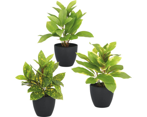 Kunstplant Acuba/Epipremnum in pot H 24 cm Drie kunstplanten in zwarte potten