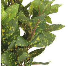 Goudbladstruik met groene en gele bladeren