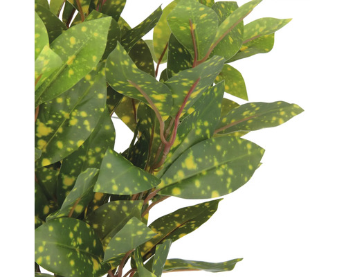 Goudbladstruik met groene en gele bladeren