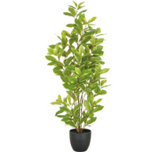 Laurierboom in pot voor binnenshuis